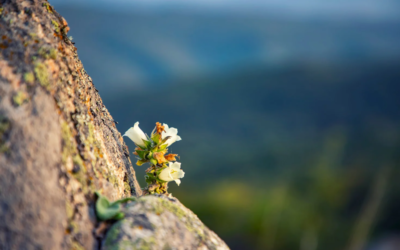 Palestine: Grief Building a New Kind of Love