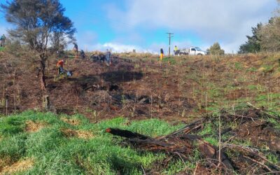 Matariki Working Bees Mark a Milestone for Kopua-riki