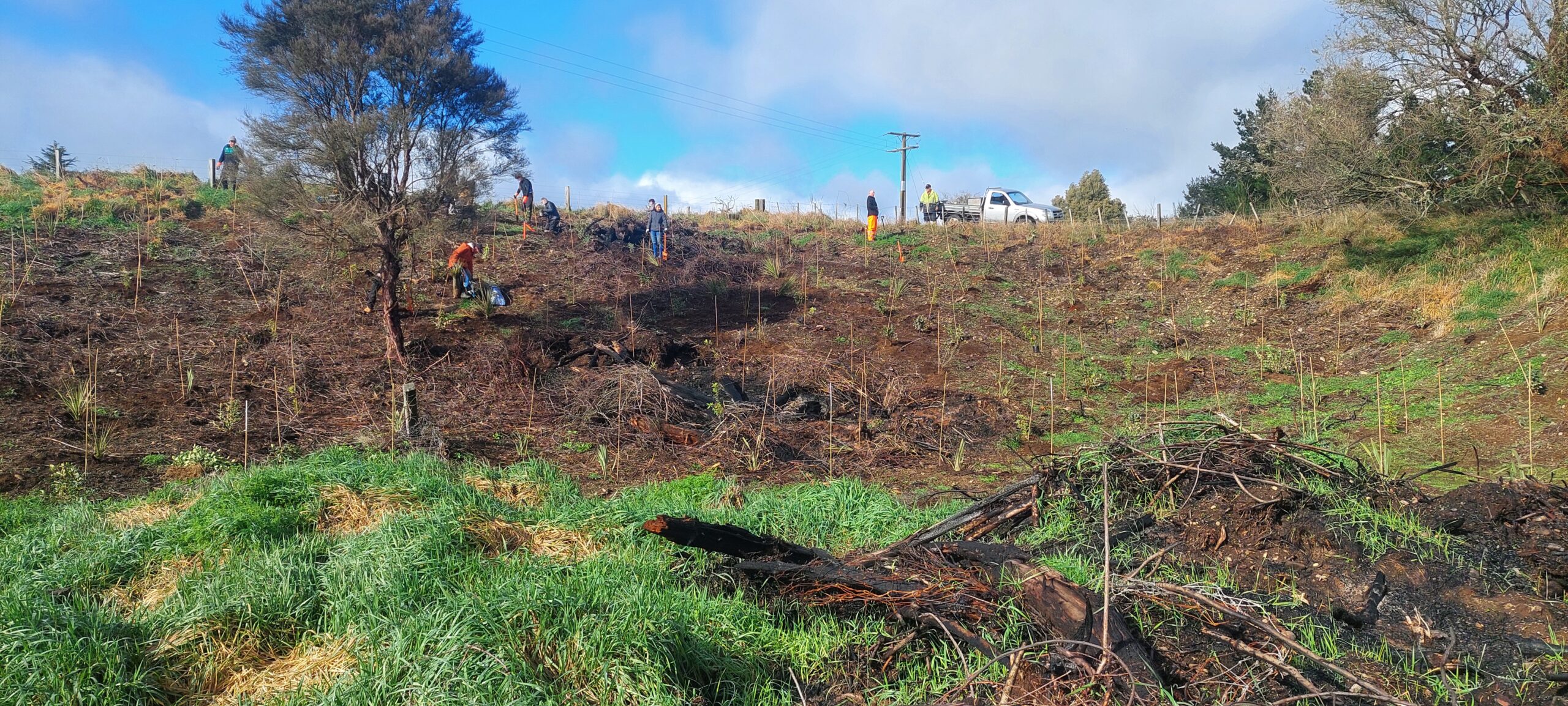 Planting a recently cleared area of tall blackberry